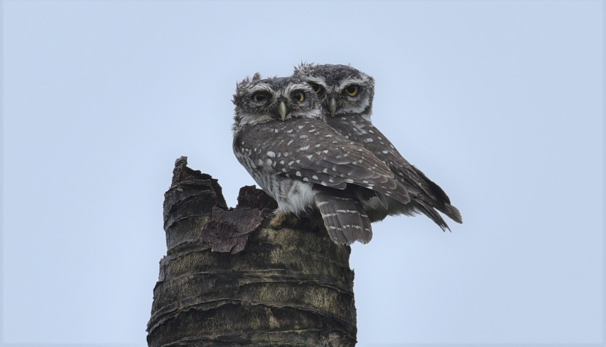 Spotted Owlet - ML179675701
