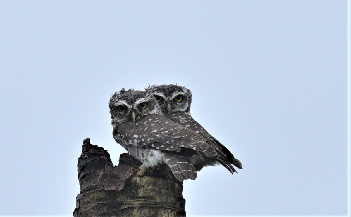 Spotted Owlet - ML179675721