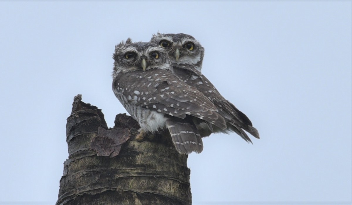 Spotted Owlet - ML179675731