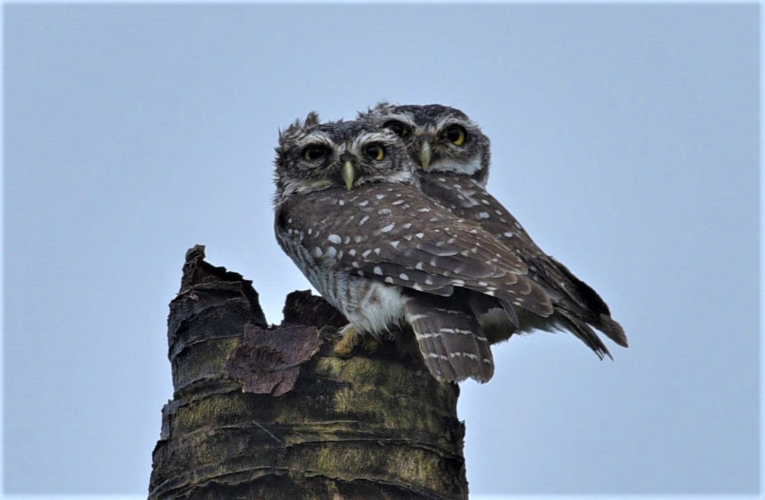 Spotted Owlet - ML179675741