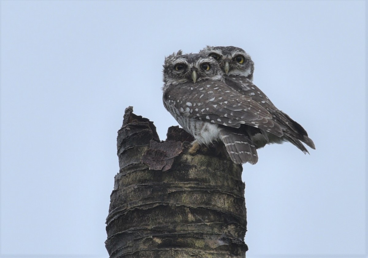 Spotted Owlet - ML179675751