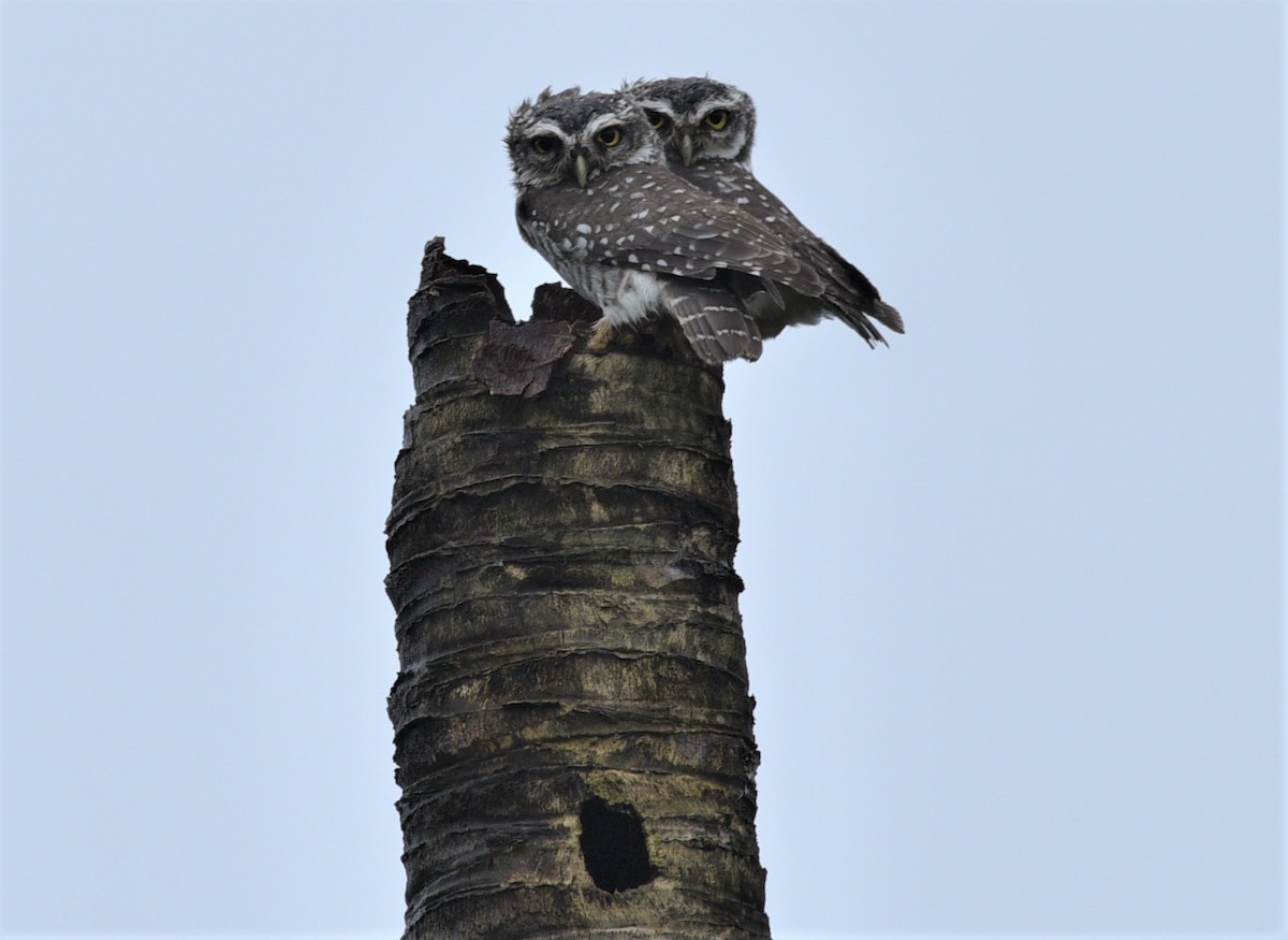 Spotted Owlet - ML179675761