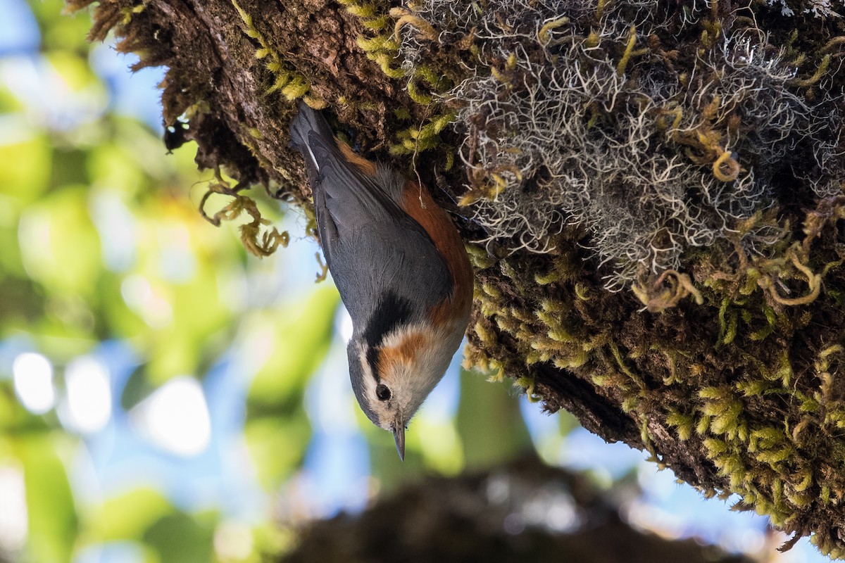 White-browed Nuthatch - Jerold Tan