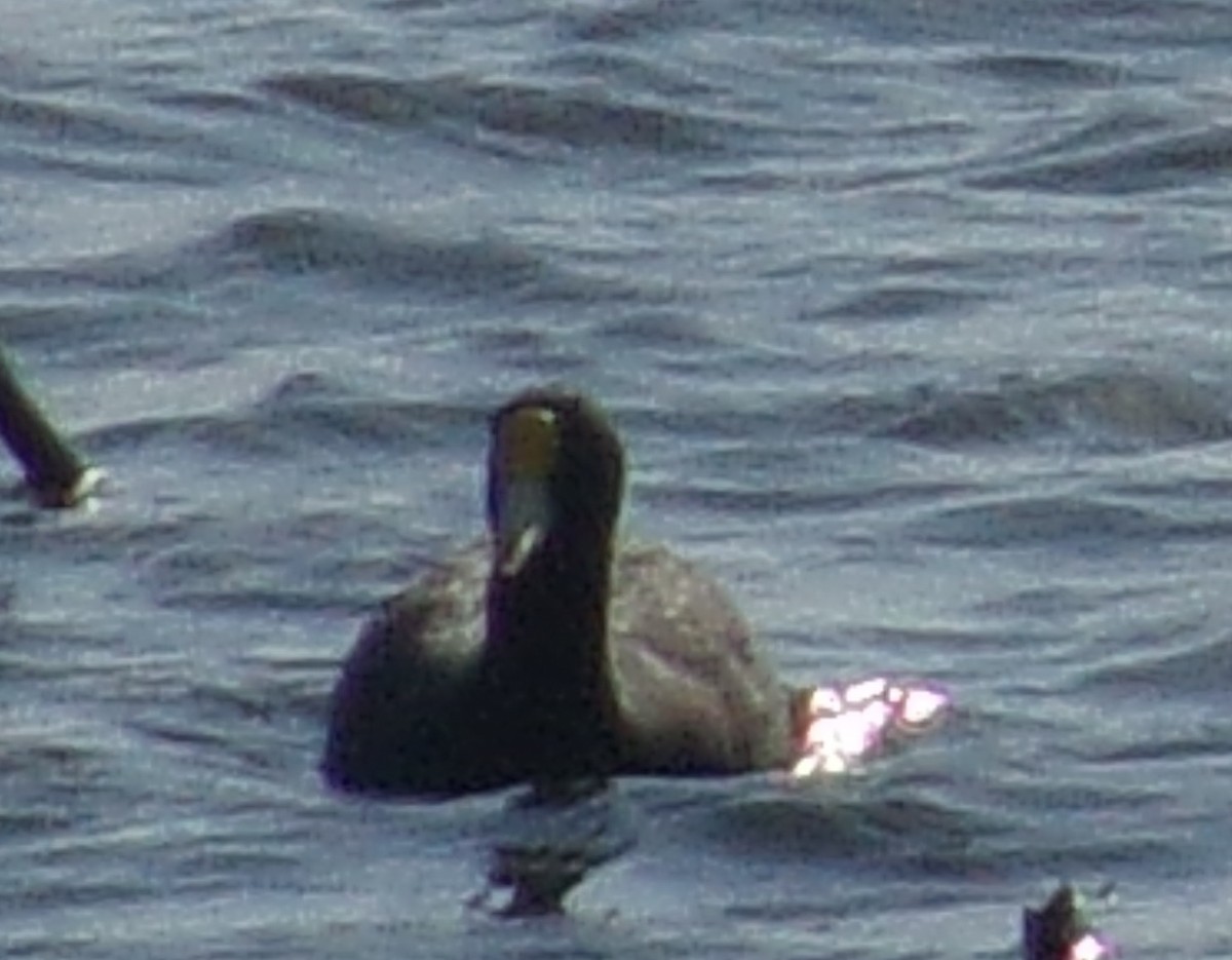 White-winged Coot - ML179685181
