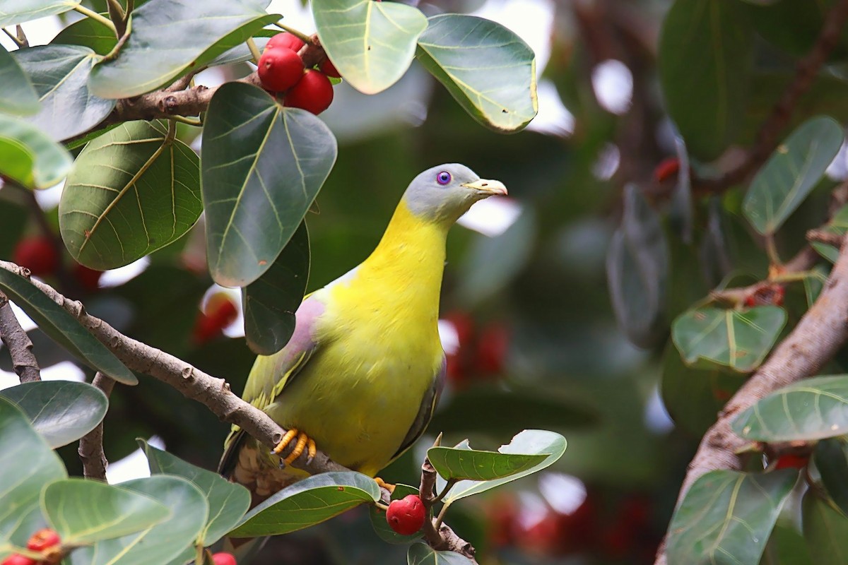 Yellow-footed Green-Pigeon - Anita Bandekar Nikharge