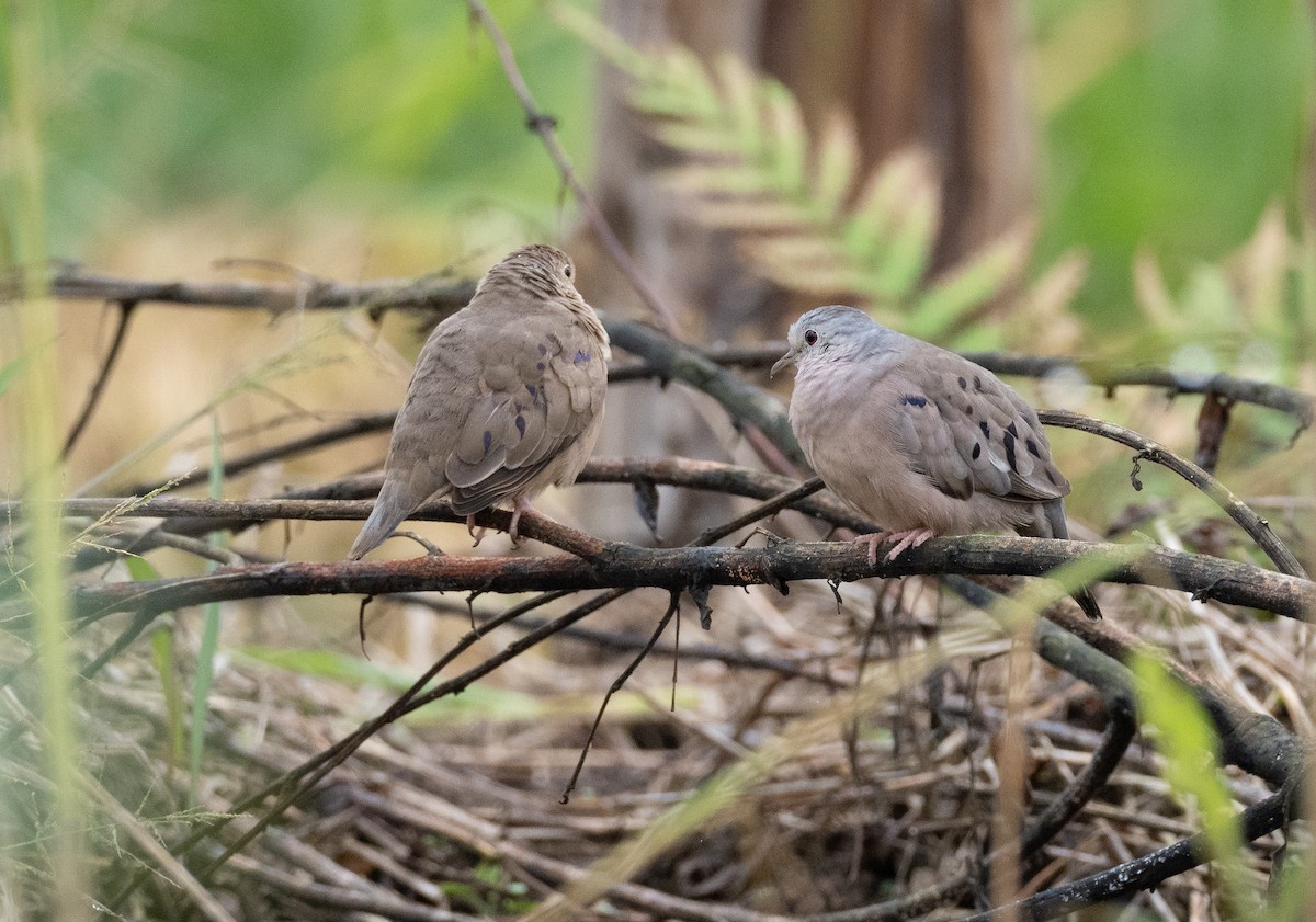 Plain-breasted Ground Dove - ML179689941