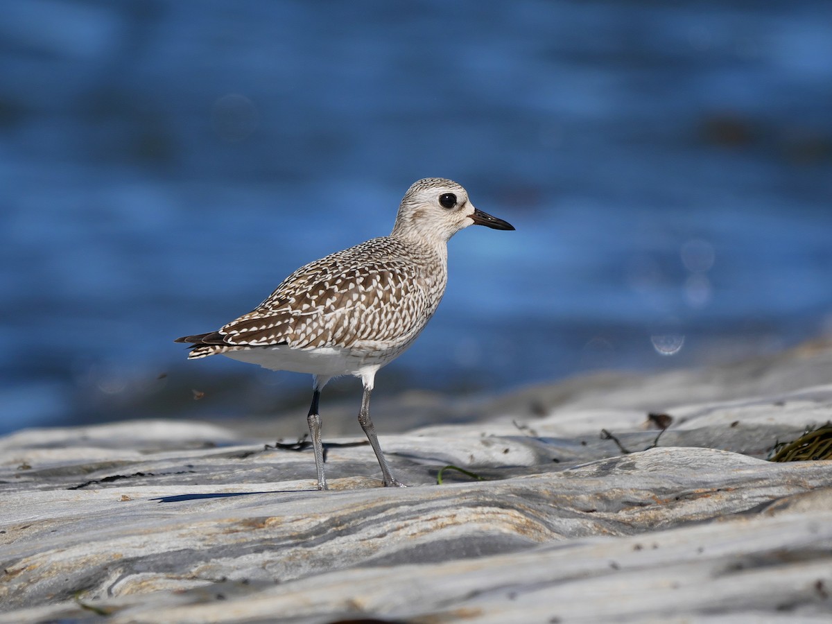 Black-bellied Plover - Rob Edsall