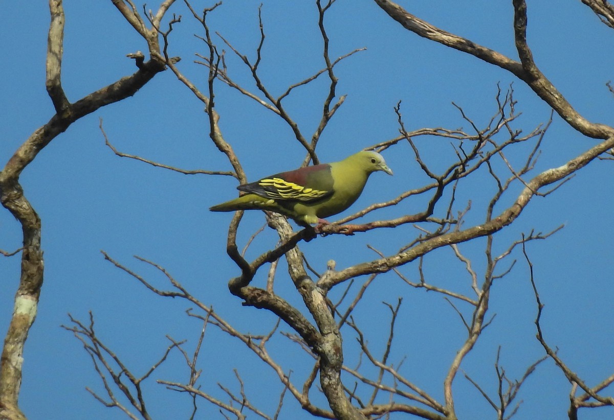 Andaman Green-Pigeon - ML179697171