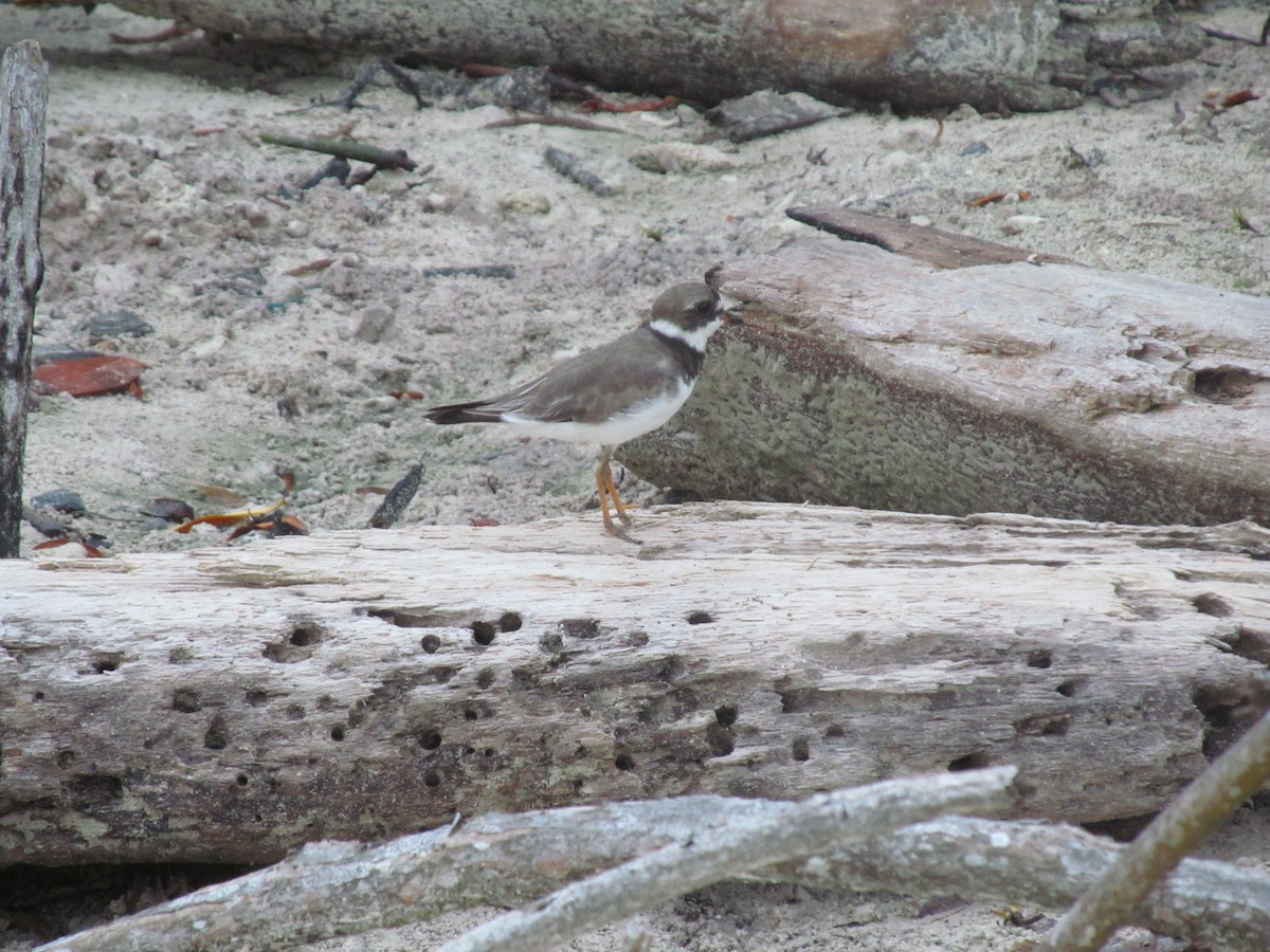 Semipalmated Plover - ML179697421