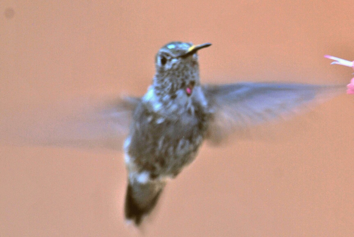 Anna's Hummingbird - Raymond Bemish