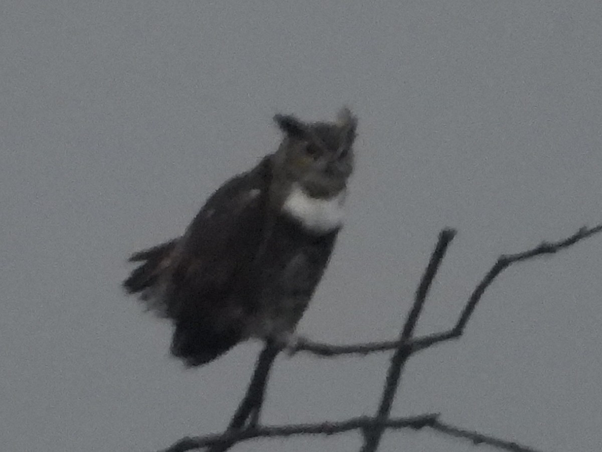Great Horned Owl - ML179704731