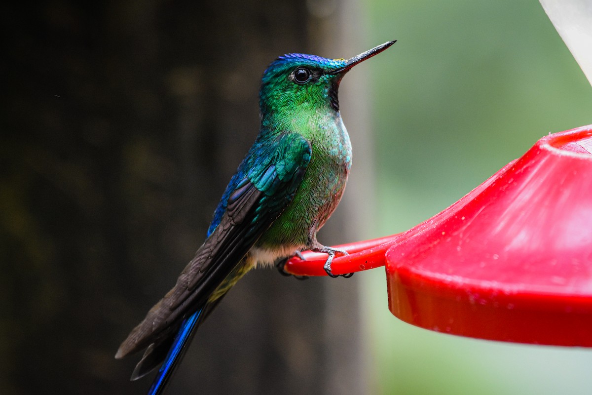 Long-tailed Sylph - ML179715981