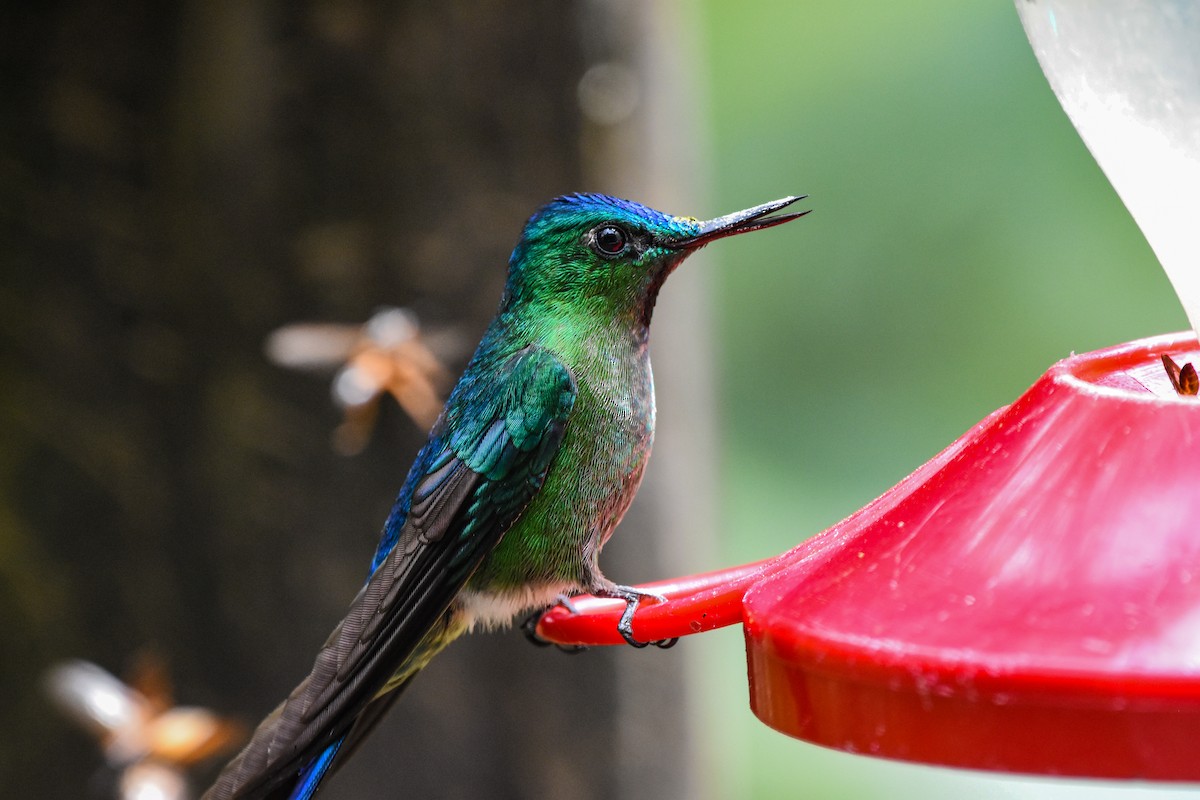 Long-tailed Sylph - ML179716181