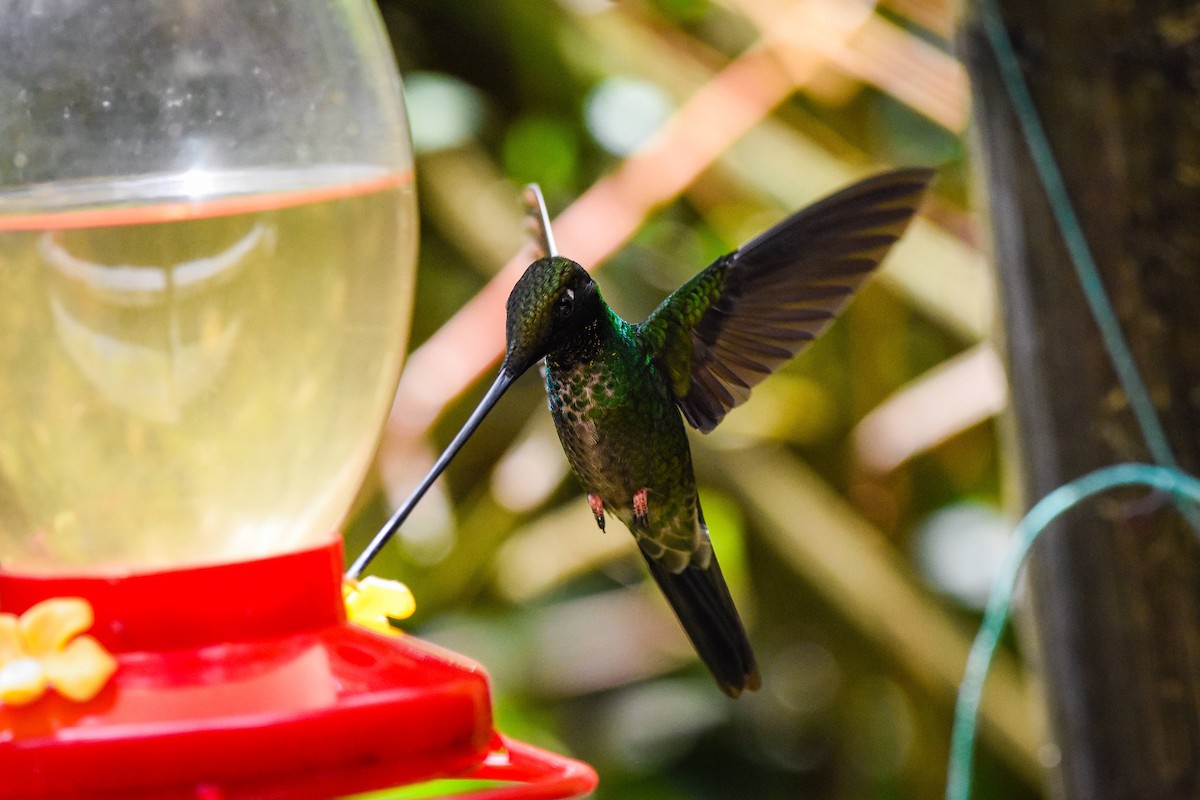 Sword-billed Hummingbird - ML179716231