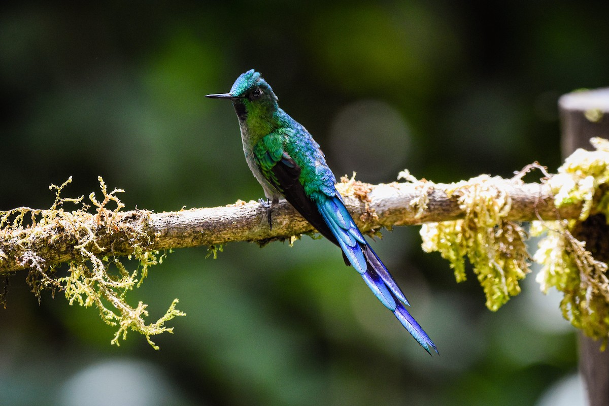 Long-tailed Sylph - ML179716291