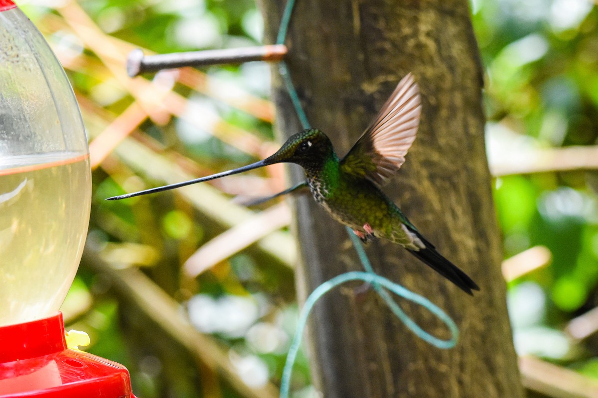 Sword-billed Hummingbird - ML179716311