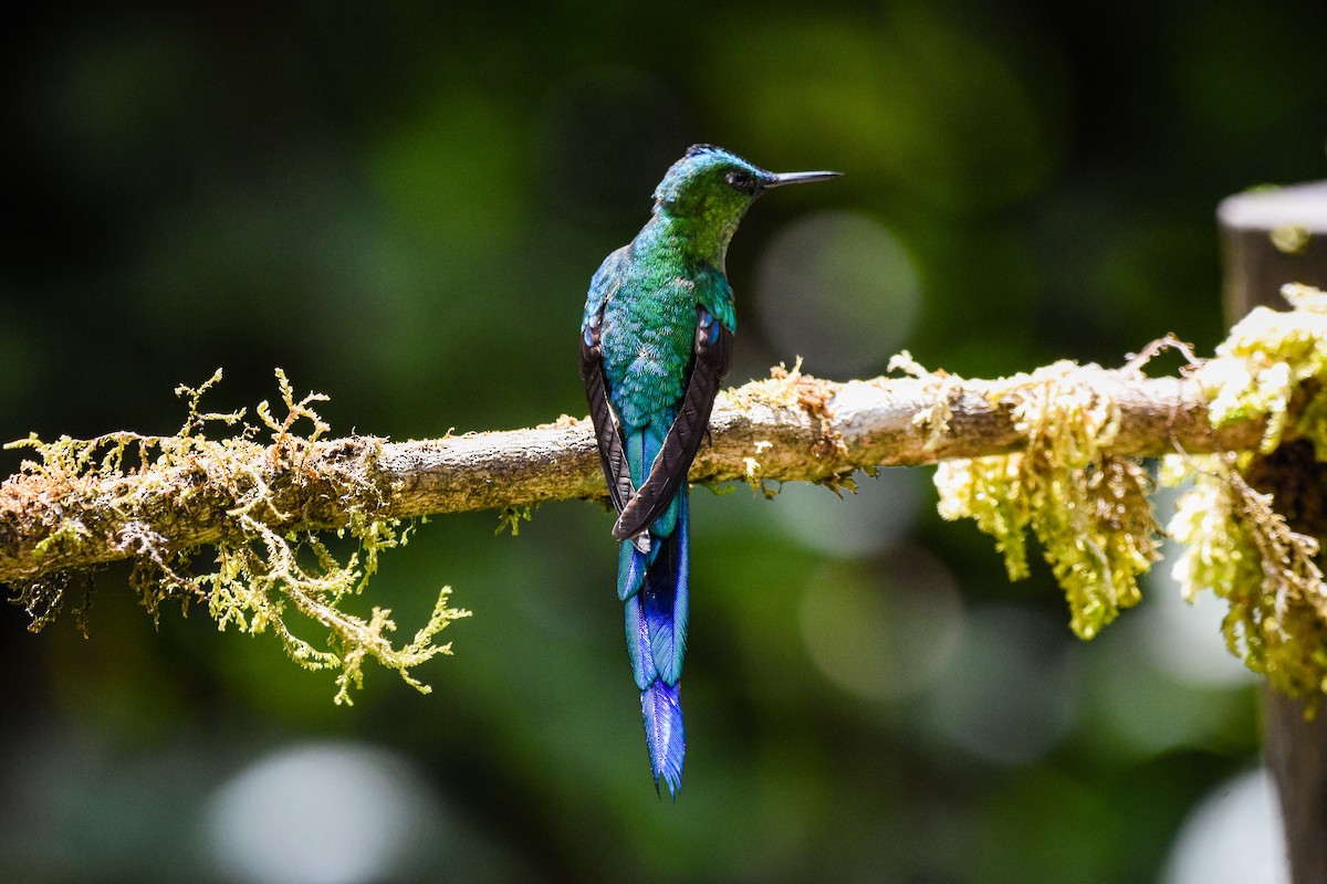 Long-tailed Sylph - ML179716331