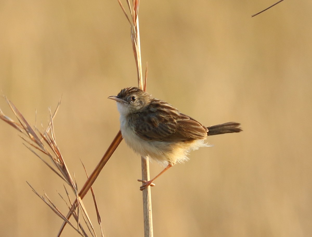 Wing-snapping Cisticola - ML179716531