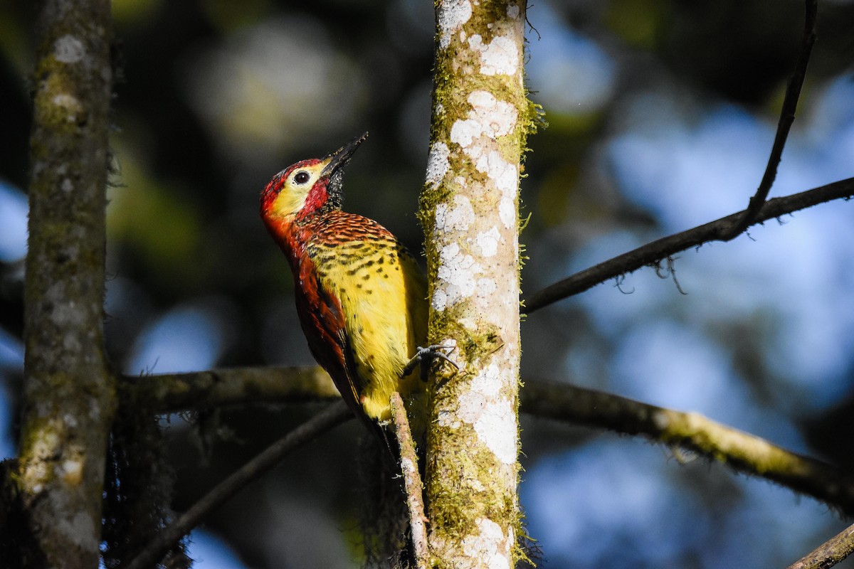 Crimson-mantled Woodpecker - Austin Bell