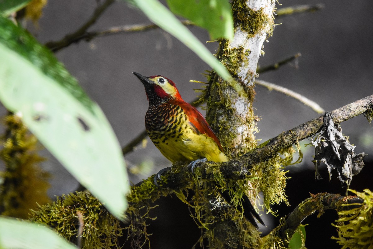 Crimson-mantled Woodpecker - ML179727131