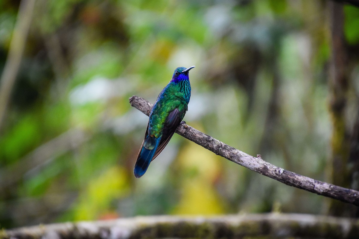 kolibřík modrolící - ML179727841