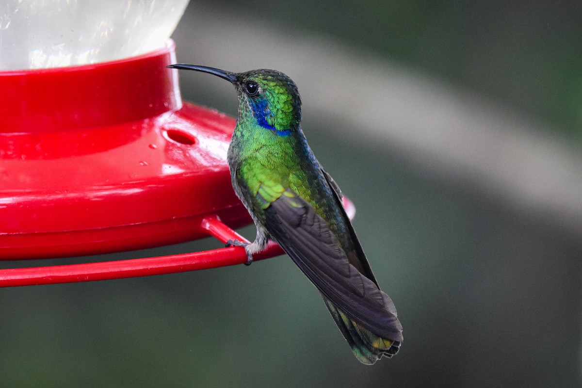 kolibřík modrouchý - ML179731191