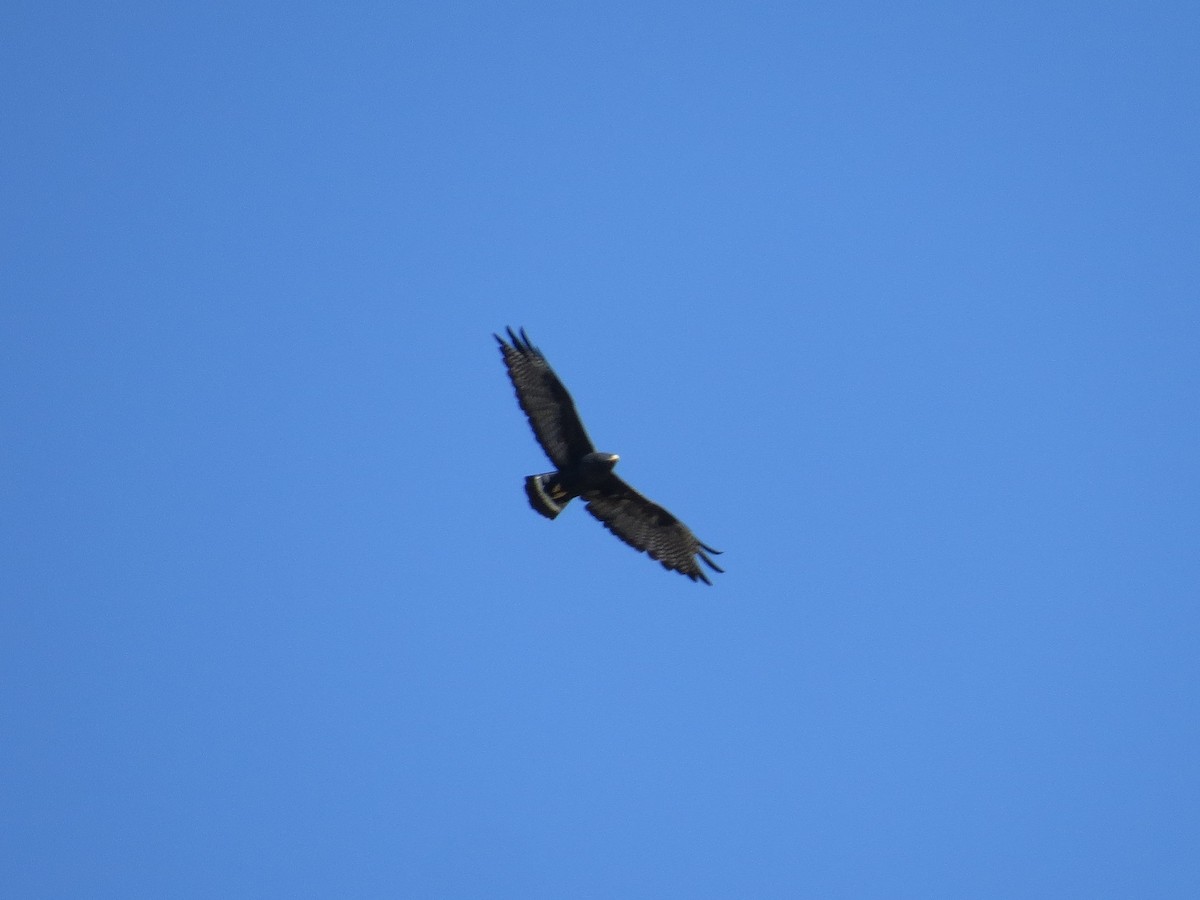 Zone-tailed Hawk - ML179732431