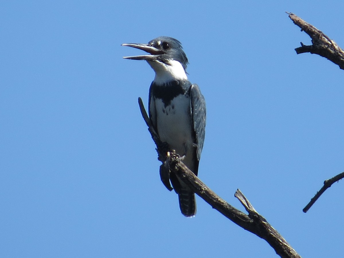 Belted Kingfisher - ML179732491