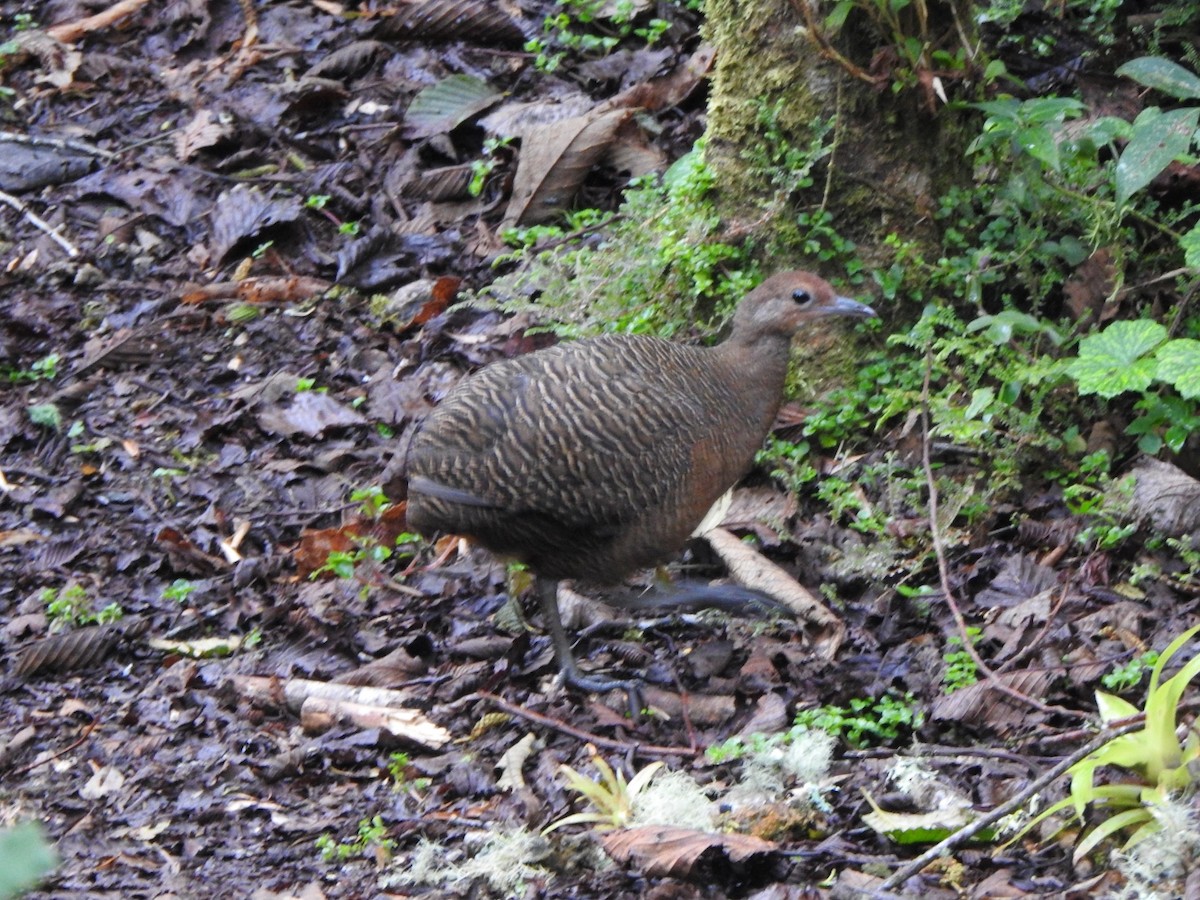 Tawny-breasted Tinamou - Marcelo Quipo