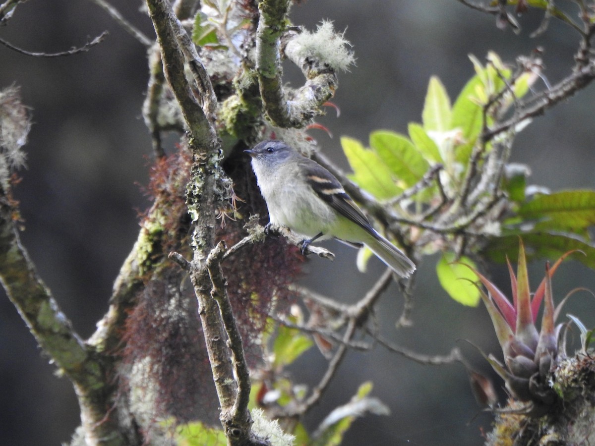 Tawny-rumped Tyrannulet - Marcelo Quipo