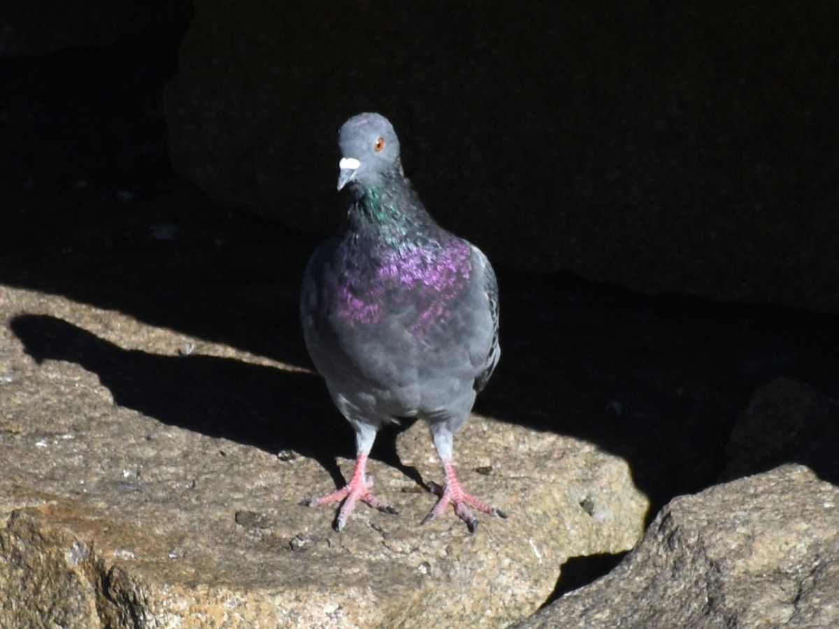 Rock Pigeon (Feral Pigeon) - T Kadela