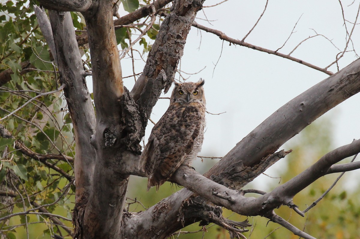 Great Horned Owl - ML179741421