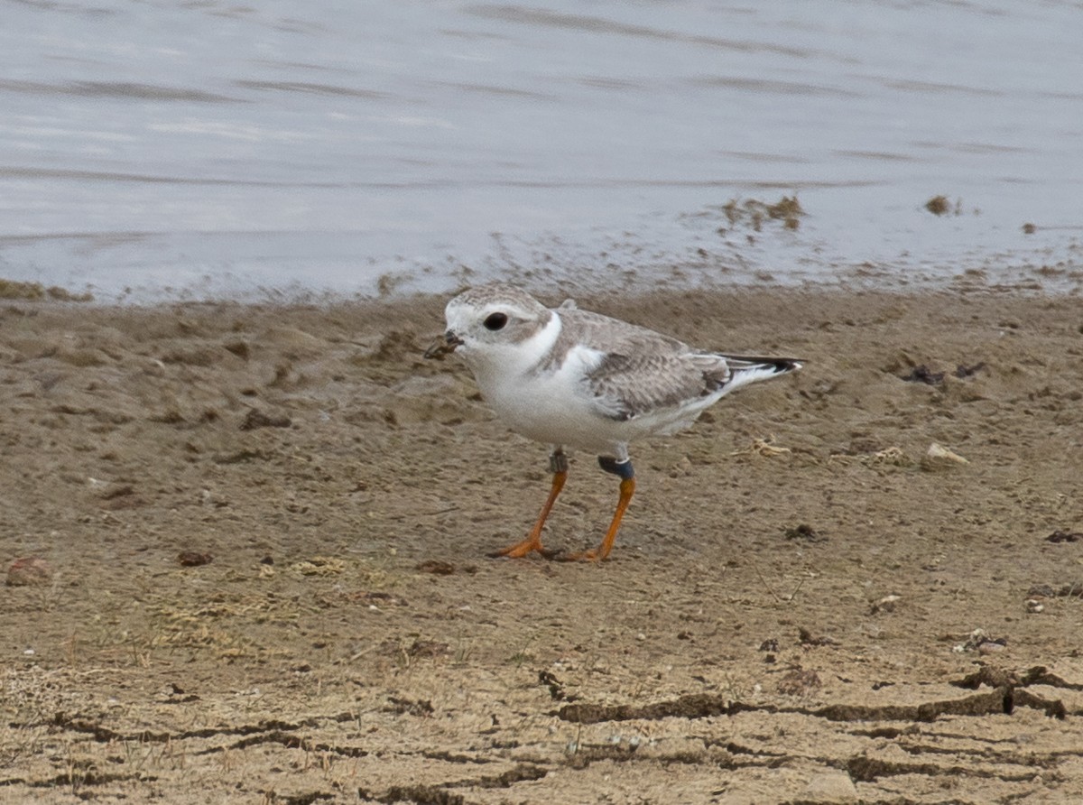 Piping Plover - Roland Castaneda