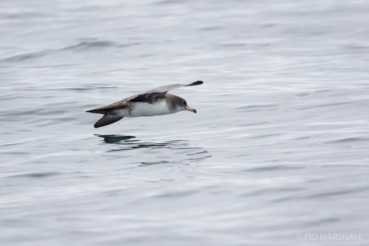 Pink-footed Shearwater - Pio Marshall