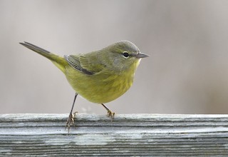 Orange-crowned Warbler