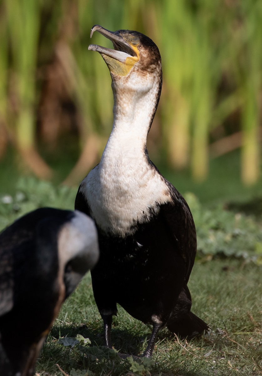 Great Cormorant (White-breasted) - ML179749541