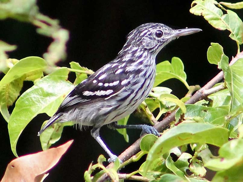 Guianan Streaked-Antwren - Nelson Lage