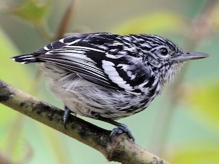 Male - Lorenzo Calcaño - ML179749961