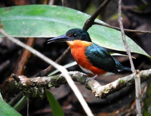 American Pygmy Kingfisher - Cathy Bleier