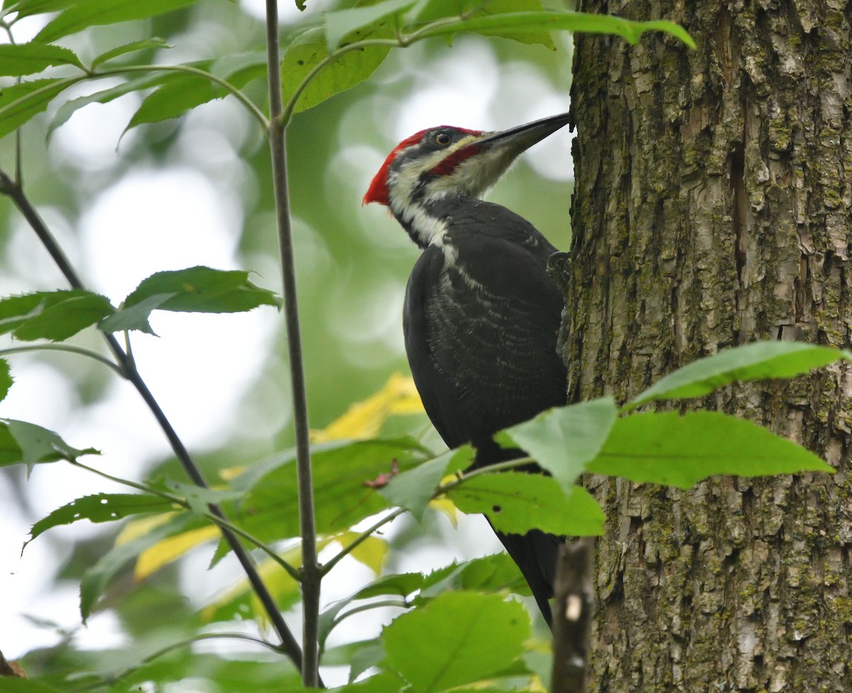 Pileated Woodpecker - ML179756161