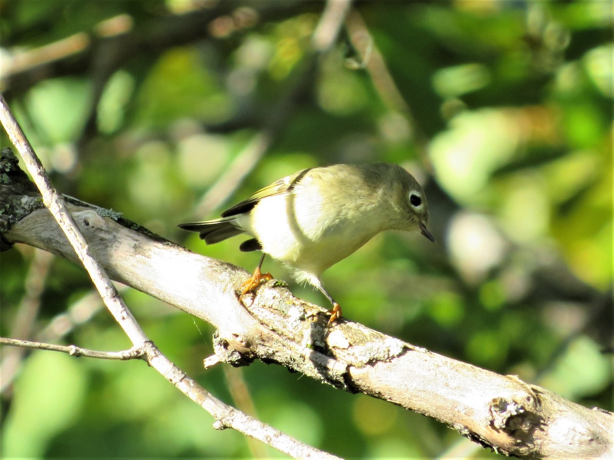 Ruby-crowned Kinglet - Francois Cloutier