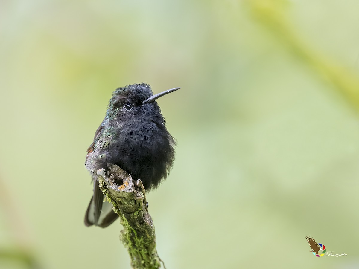 Black-bellied Hummingbird - ML179763201