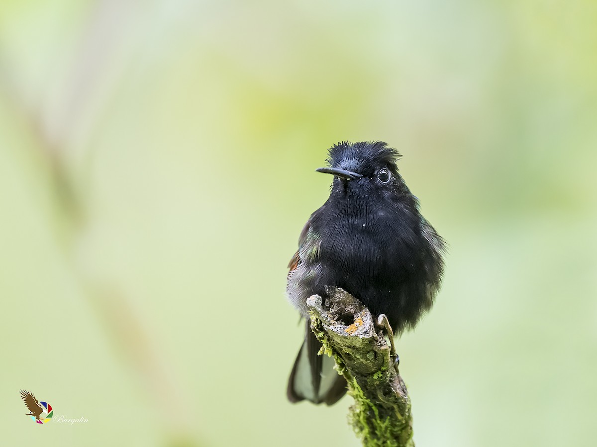 Black-bellied Hummingbird - ML179763211