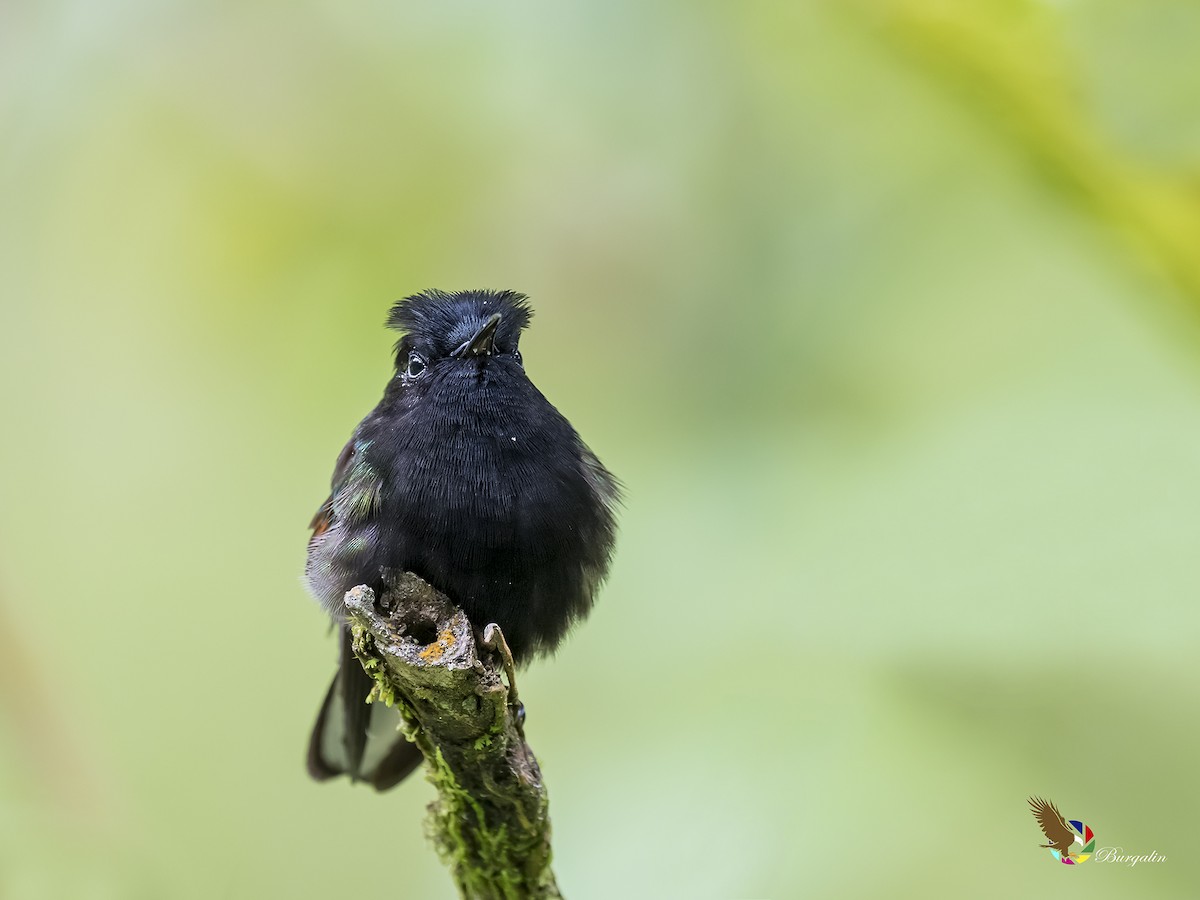 Black-bellied Hummingbird - fernando Burgalin Sequeria