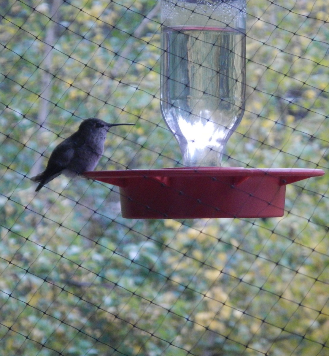 Anna's Hummingbird - ML179764321