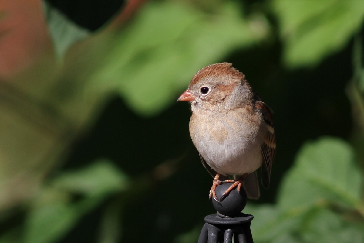 Field Sparrow - Mylene  Paulhus, Perreault
