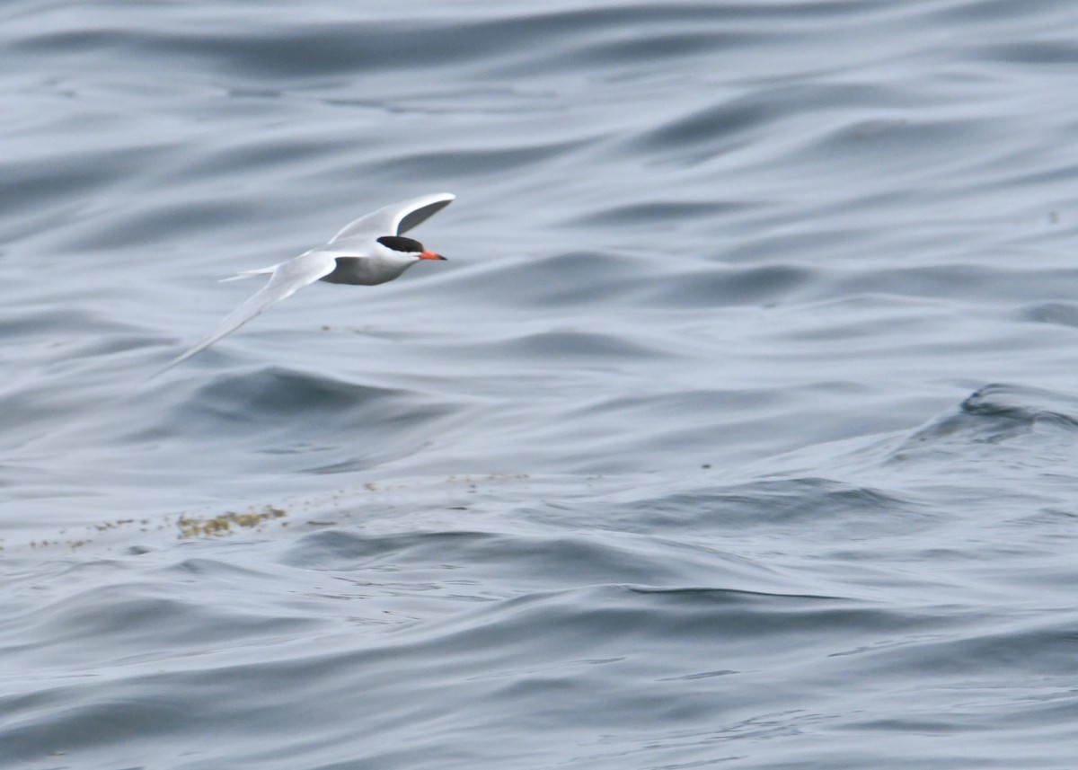 Common Tern - ML179764931