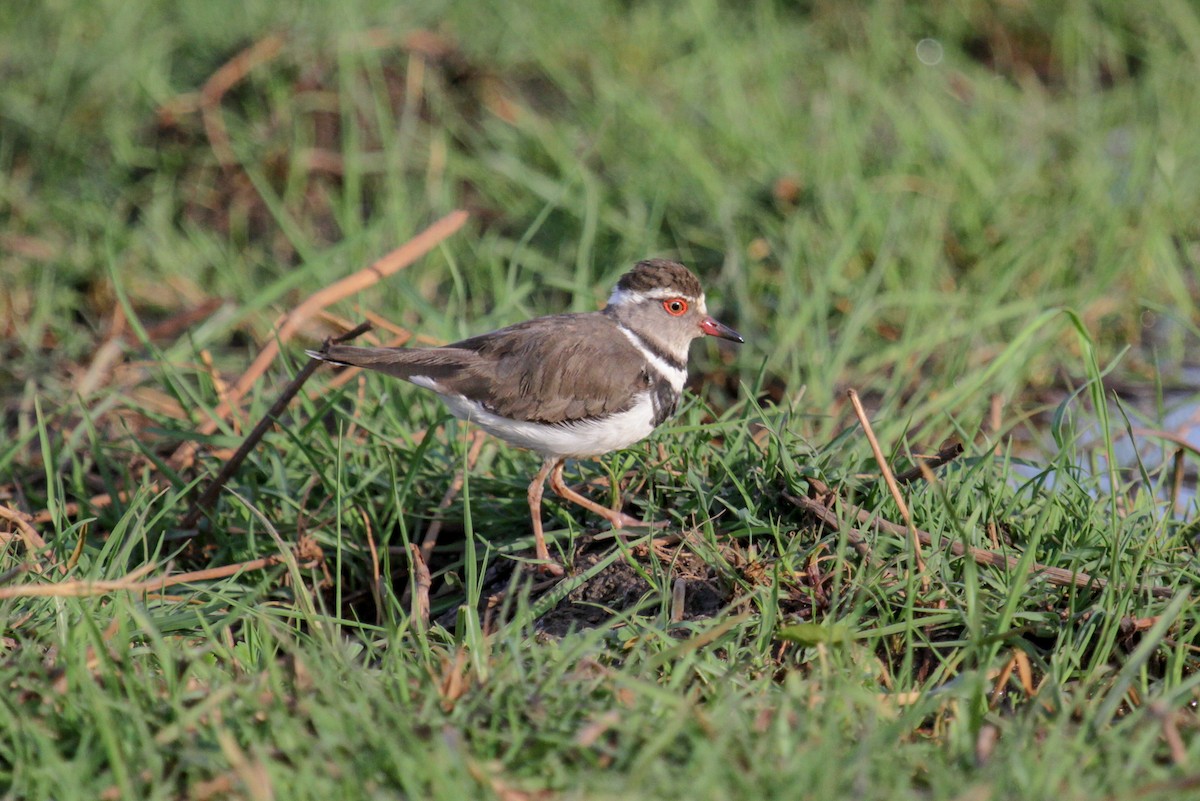 Three-banded Plover - ML179766261