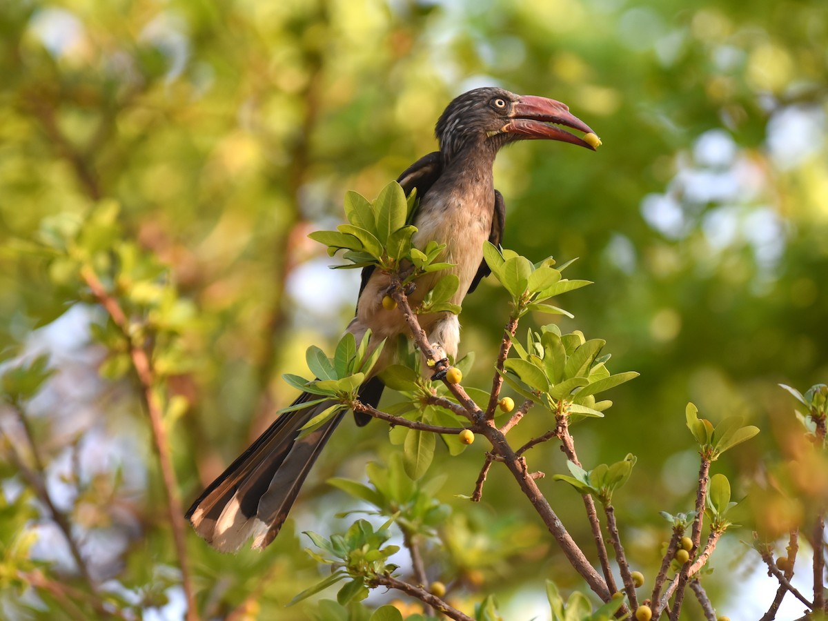 Crowned Hornbill - jerald britten