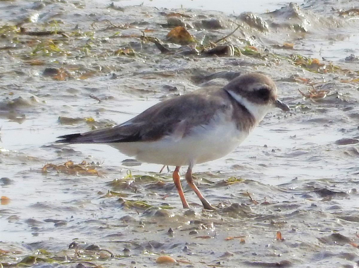 Common Ringed Plover - ML179770001